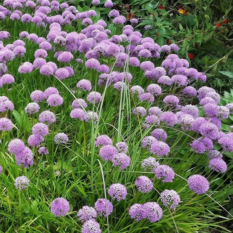 Allium Senescens Seeds - Purplish Red Larger Packet High Germination 300-15000 Onsaleseeds