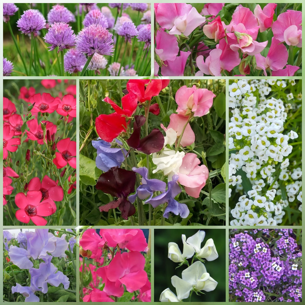 Wildflower Seeds - Cold Resistant Dwarf Plant Mix Includes Verbascum Blattaria L., Aubrieta, Dianthus,etc
