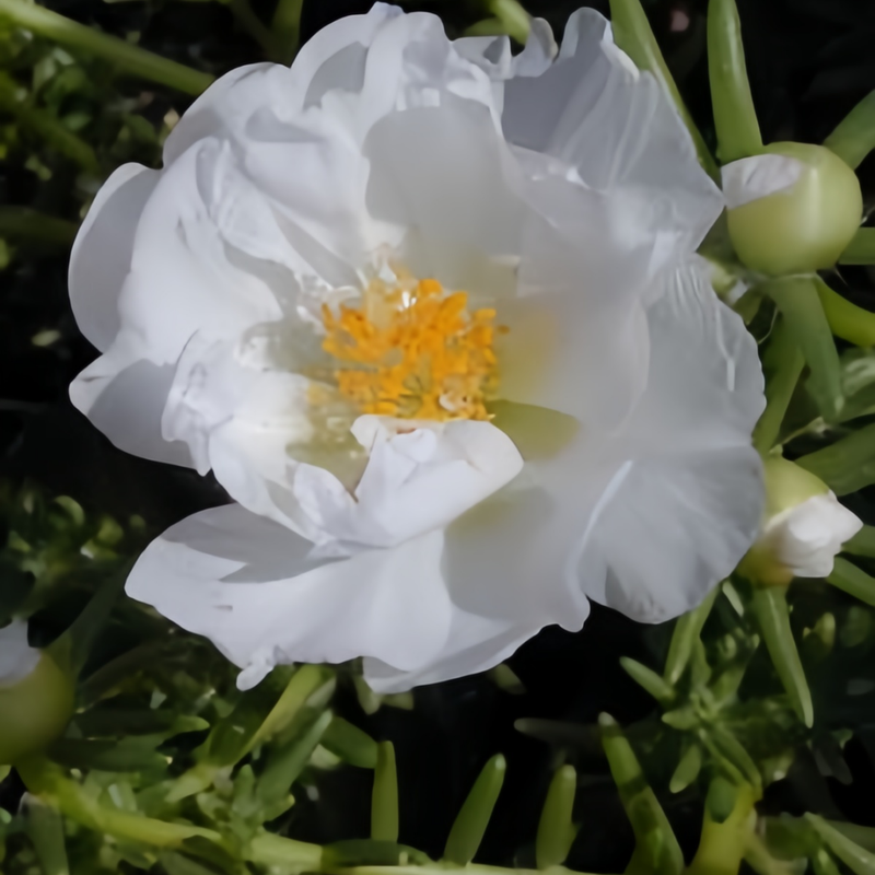 Moss Rose Seeds - White Larger Packet High Germination 300-1000 Onsaleseeds