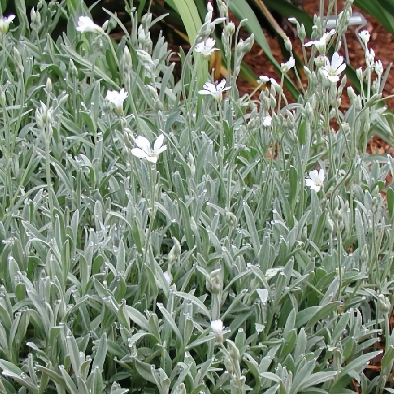 Cerastium Arvense Seeds - White High Germination Onsaleseeds