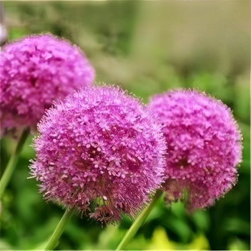 Giant Allium Bulbs - Ambassador
