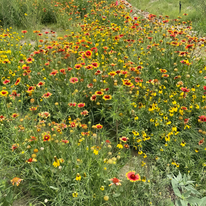 Wildflower Seeds - Shade Tolerant Mix Includes Papaver, Snapdragon, China Aster, etc.
