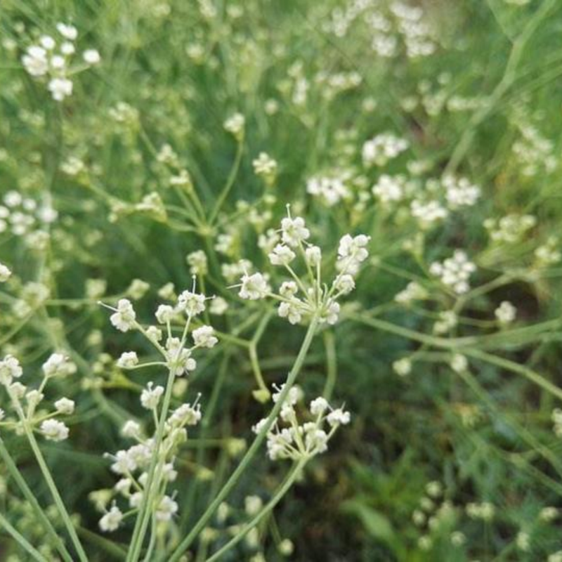 Saposhnikovia Divaricata (Trucz.) Schischk. Seeds - Larger Packet High Germination 3000-150000 Onsaleseeds