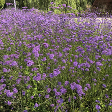 Verbena Bonariensis Seeds