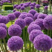 Ornamental Onion Seeds