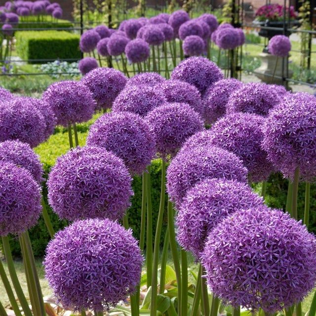 Ornamental Onion up to 50%