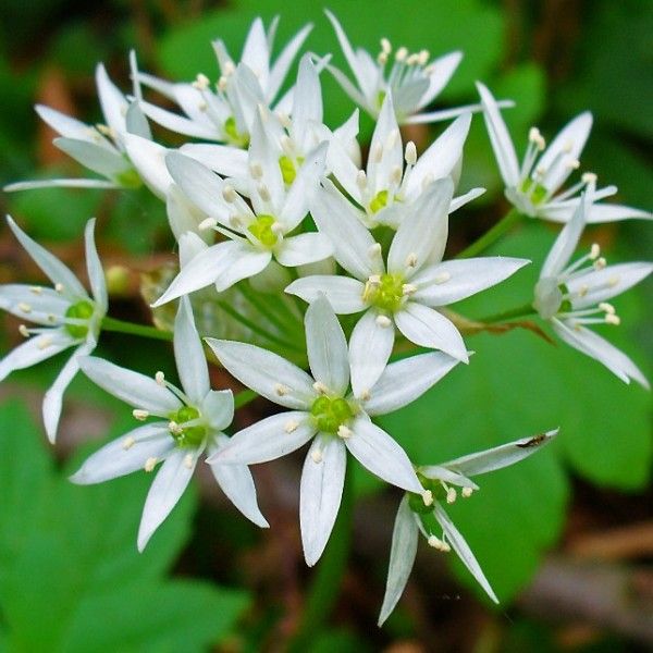 Ramsons Wild Garlic Seeds Up to 50% Off