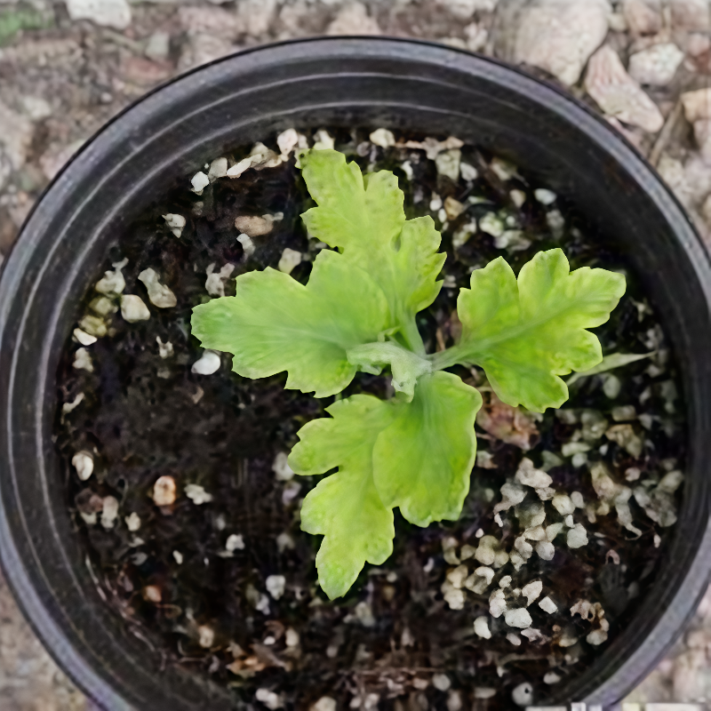 Chrysanthemums seeds up to 50%
