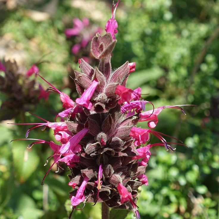 Salvia Spathacea Plant Seeds Up to 50% Off
