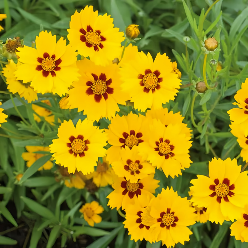 Coreopsis Tinctoria Seeds - Yellow Larger Packet High Germination 1500-7500 Onsaleseeds