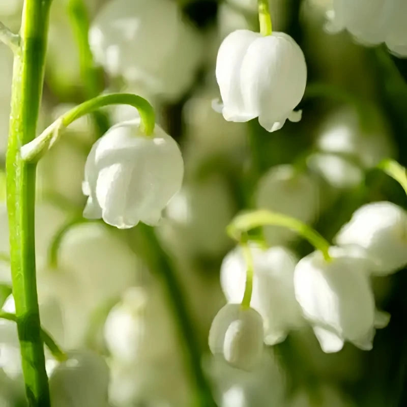 Lily of the Valley Roots