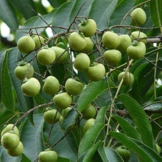 Dune Soapberry Fruit Seeds Hardy Coastal Shrub Plant