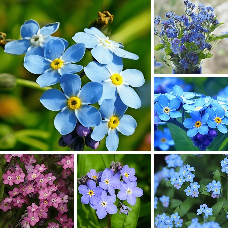 Forget-Me-Not Flower Seeds up to 50%