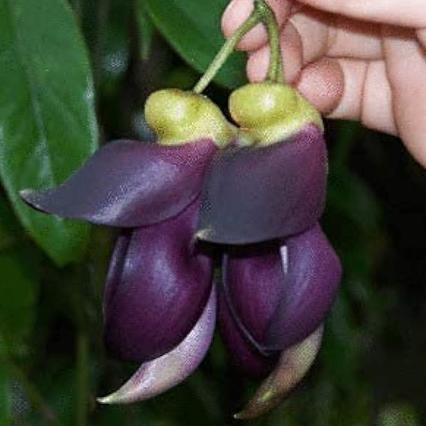 Climbing Jade Vine (Mucuna sempervirens) Seeds – Rare Ornamental Vine – up to 50%