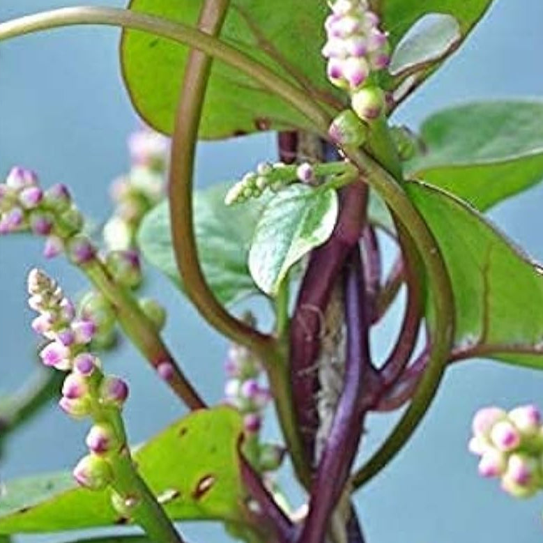 Red Stem Malabar Spinach Seeds – Vietnamese Spinach | Up to 50%