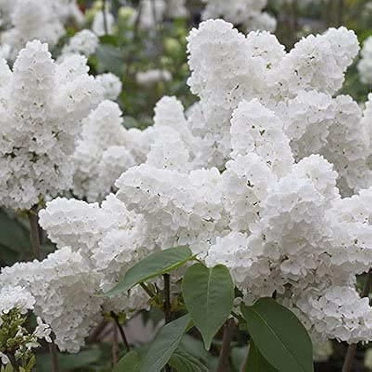 White Japanese Lilac seeds up to 50%