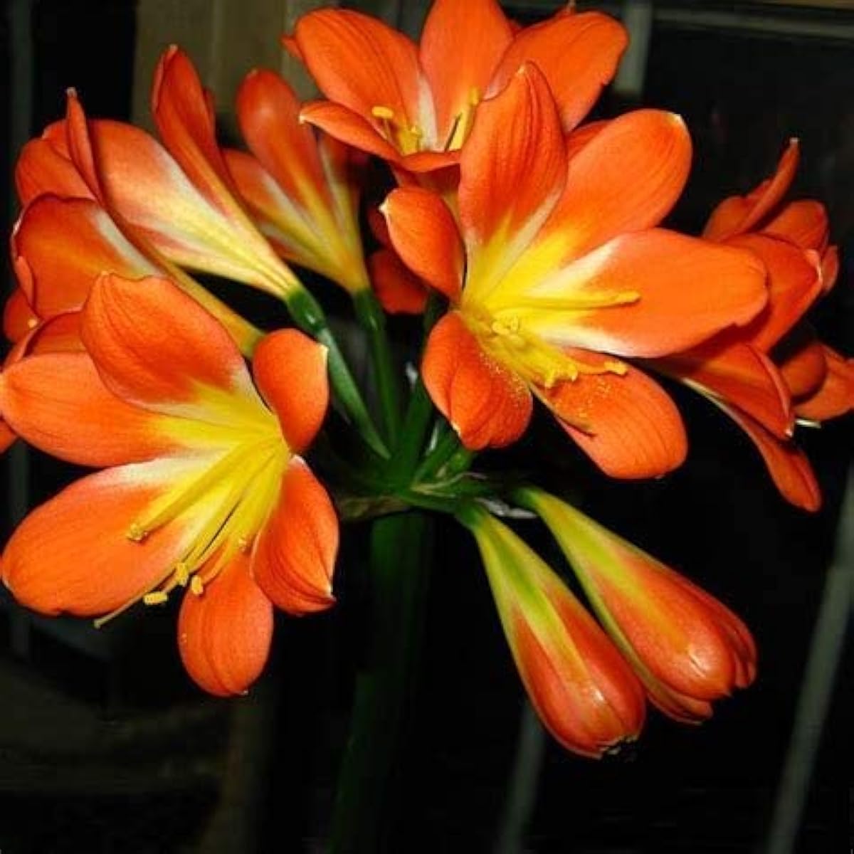 Clivia Plant Seeds– up to 50%