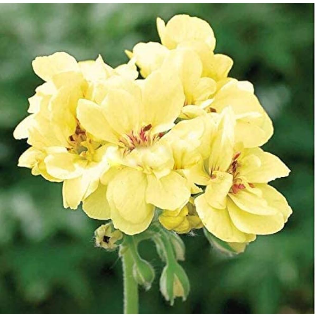 Mixed Color Geranium Seeds up to 50%
