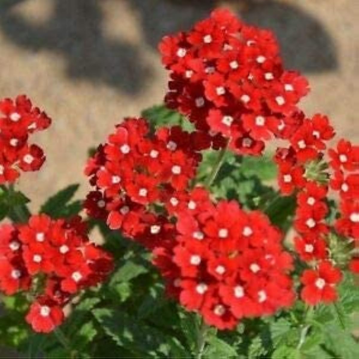 Lantana Camara Flower Seeds up to 50%