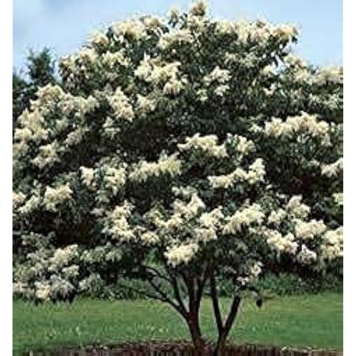 White Japanese Lilac seeds Up to 50%