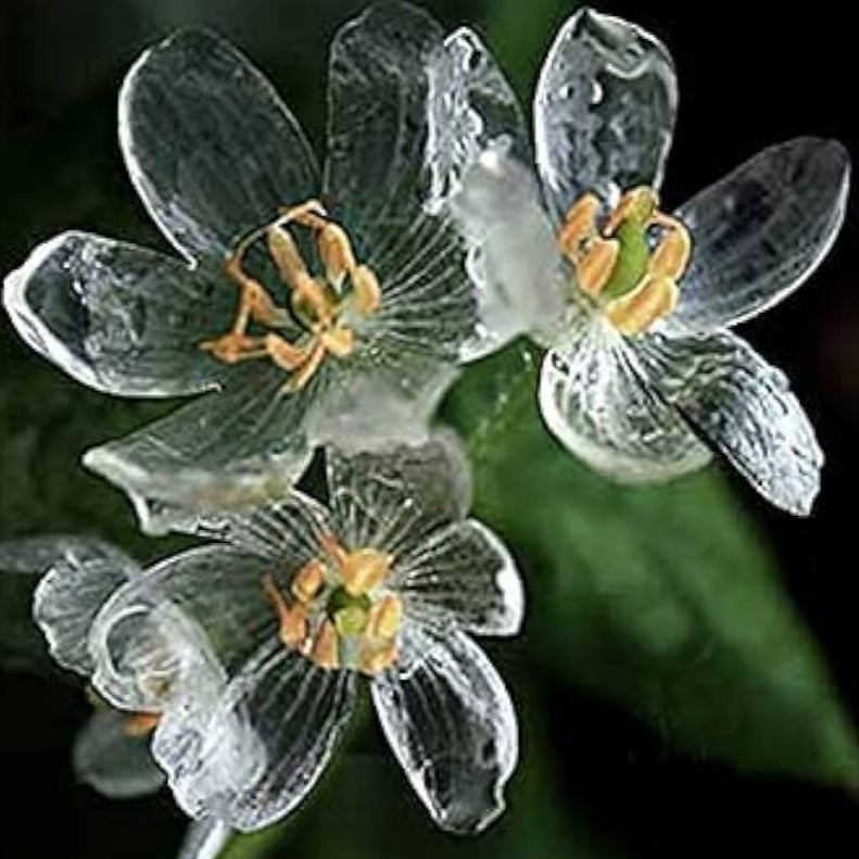 Skeleton Flower Seeds Up to 50% Off