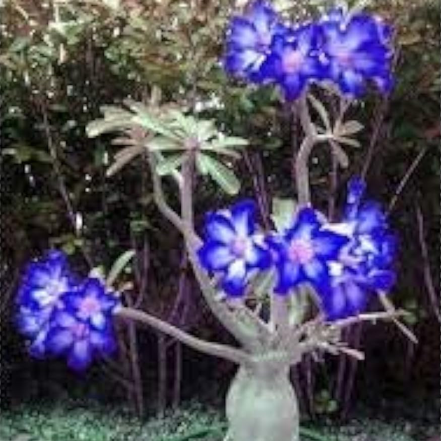 Blue White Desert Rose Seeds Up to 50% Off