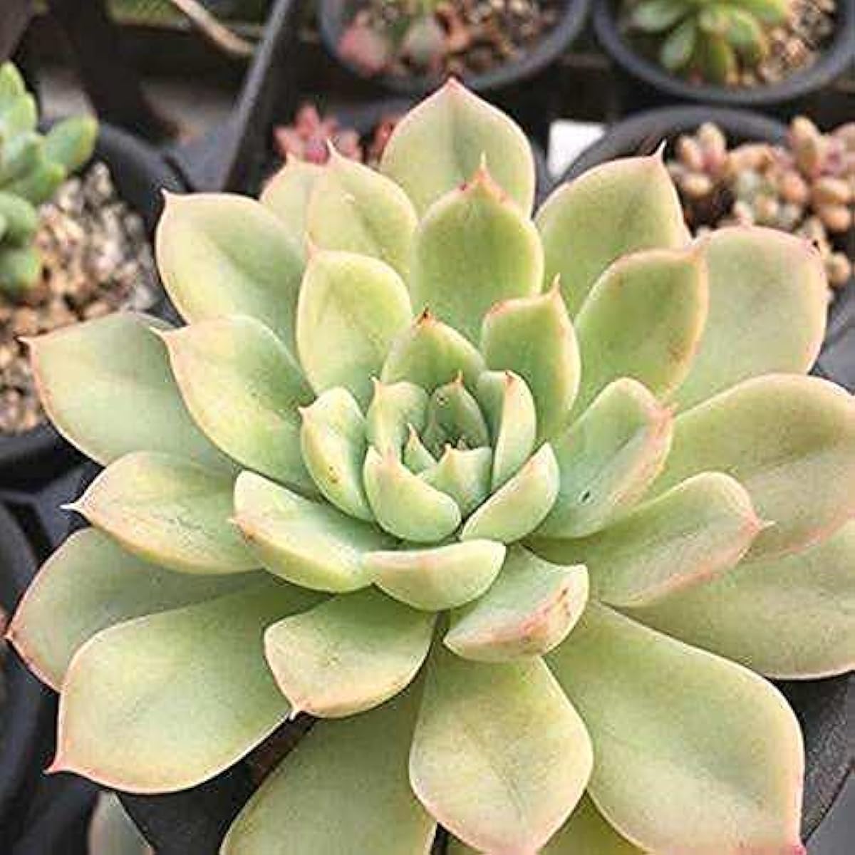 Moon Fairy Succulent Seeds prime day up to 50%