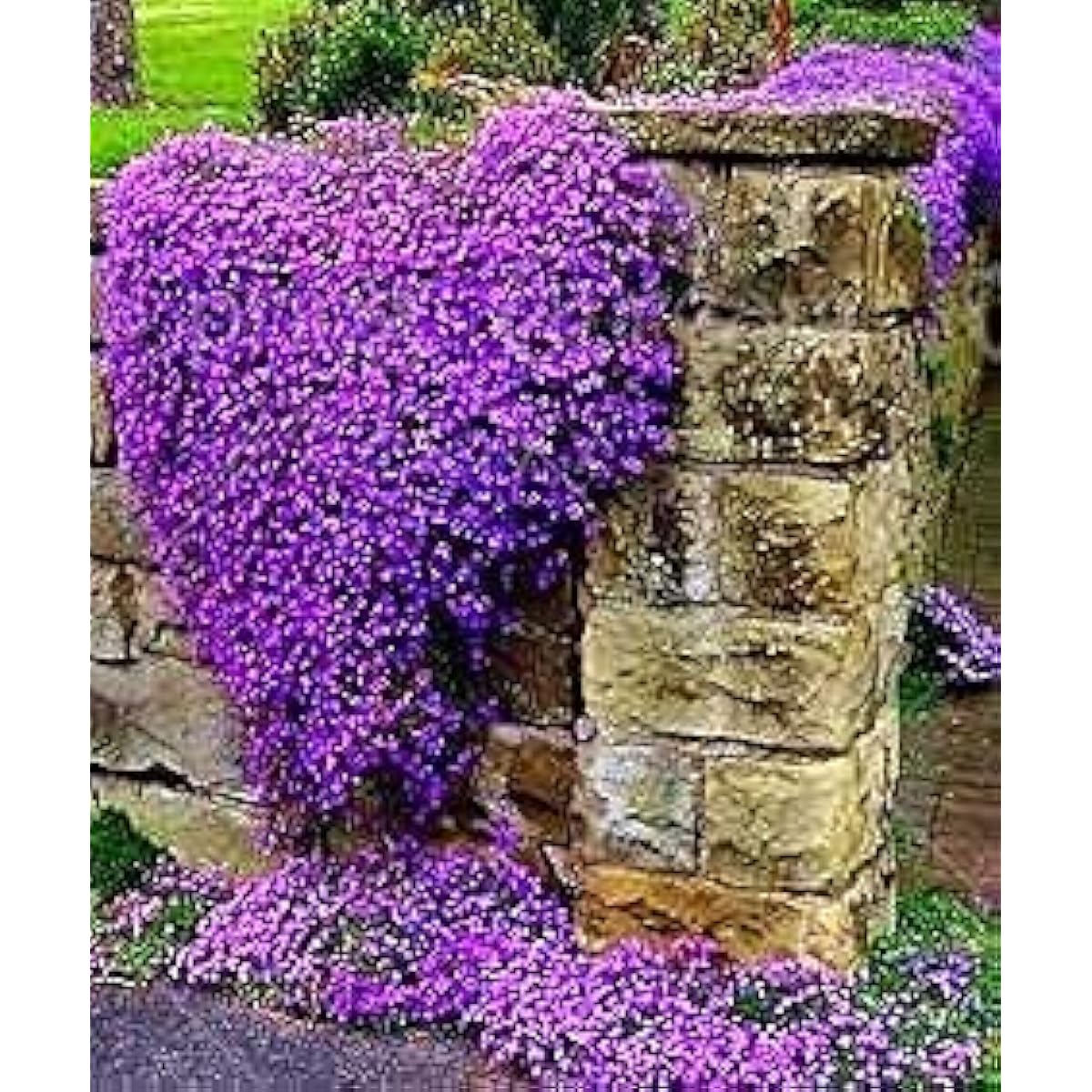 Creeping Thyme Ground Cover Seeds Up to 50% Off