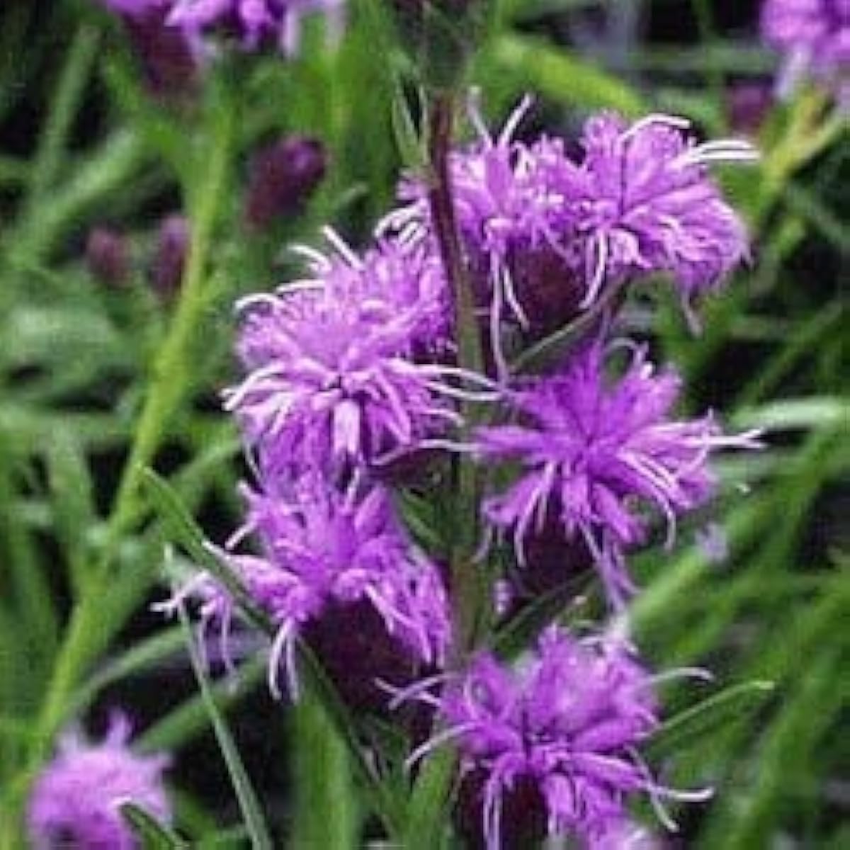 Meadow Blazing Star Seeds up to 50%