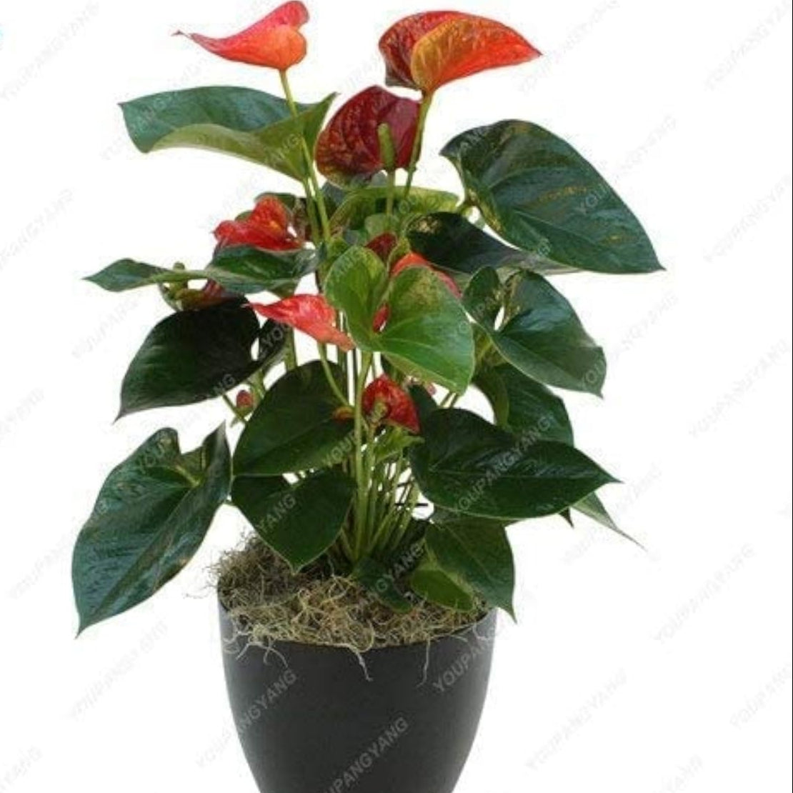 Purple Anthurium Flower Seeds up to 50%