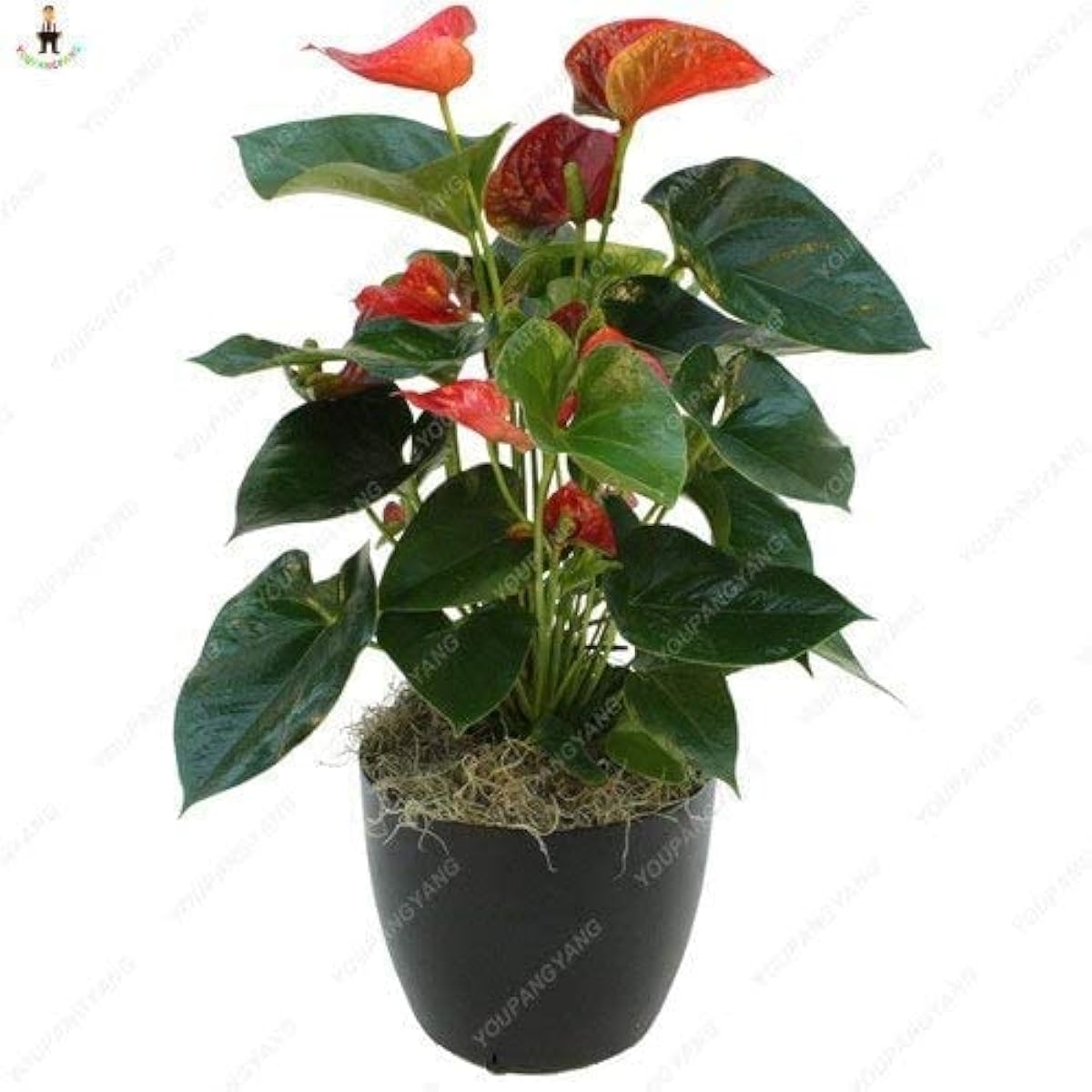 Purple Anthurium Flower Seeds Up to 50% Off
