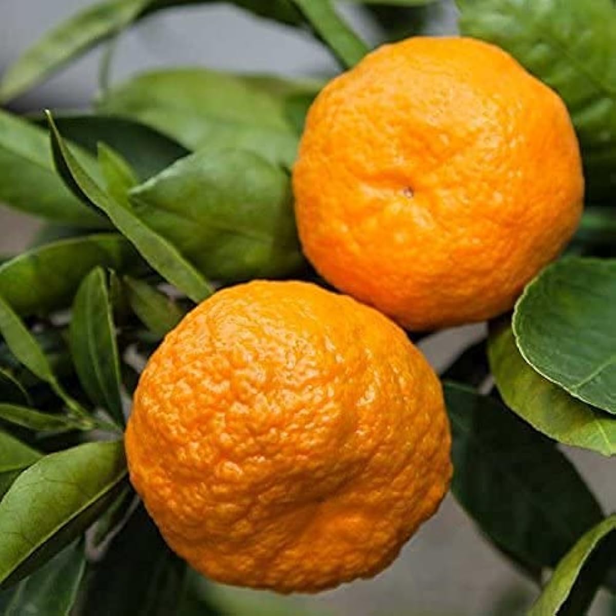 Bonsai Orange Tree Seeds up to 50%