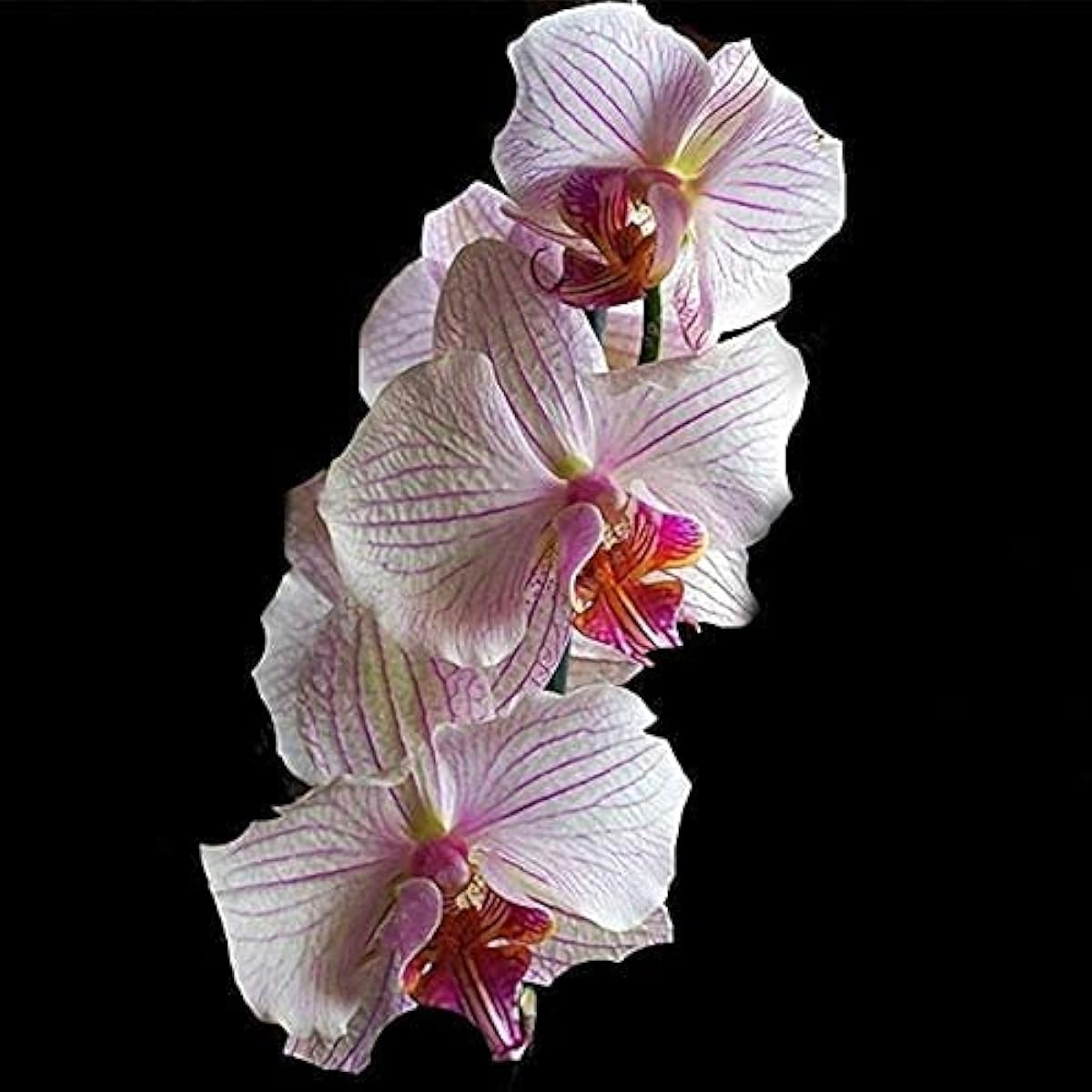 Cymbidium Orchid Seeds – Butterfly Orchid Flowers for Home &amp; Wedding Decoration – Up to 50%