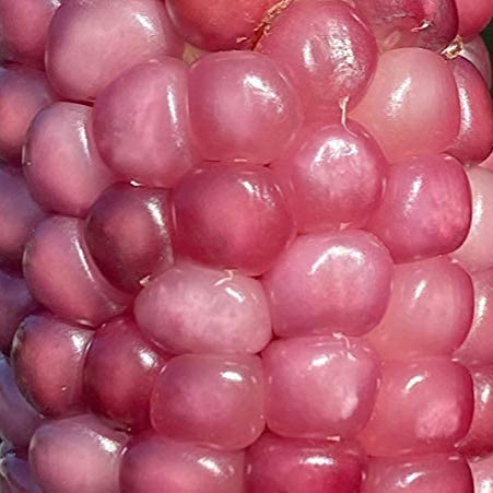 Neon Pink Popcorn Corn Seeds – Heirloom Decorative &amp; Edible Corn – prime day up to 50%