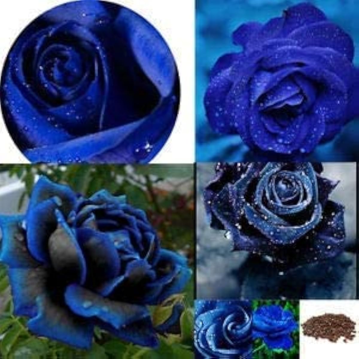 Midnight Supreme Rose Seeds up to 50%