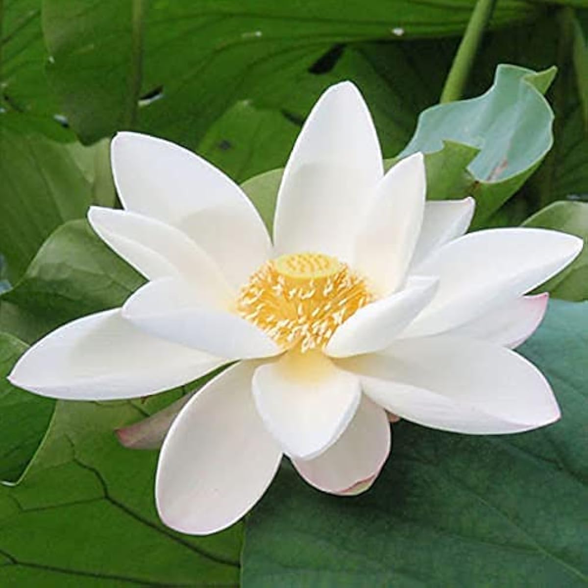 White Lotus Aquatic Seeds Up to 50% Off