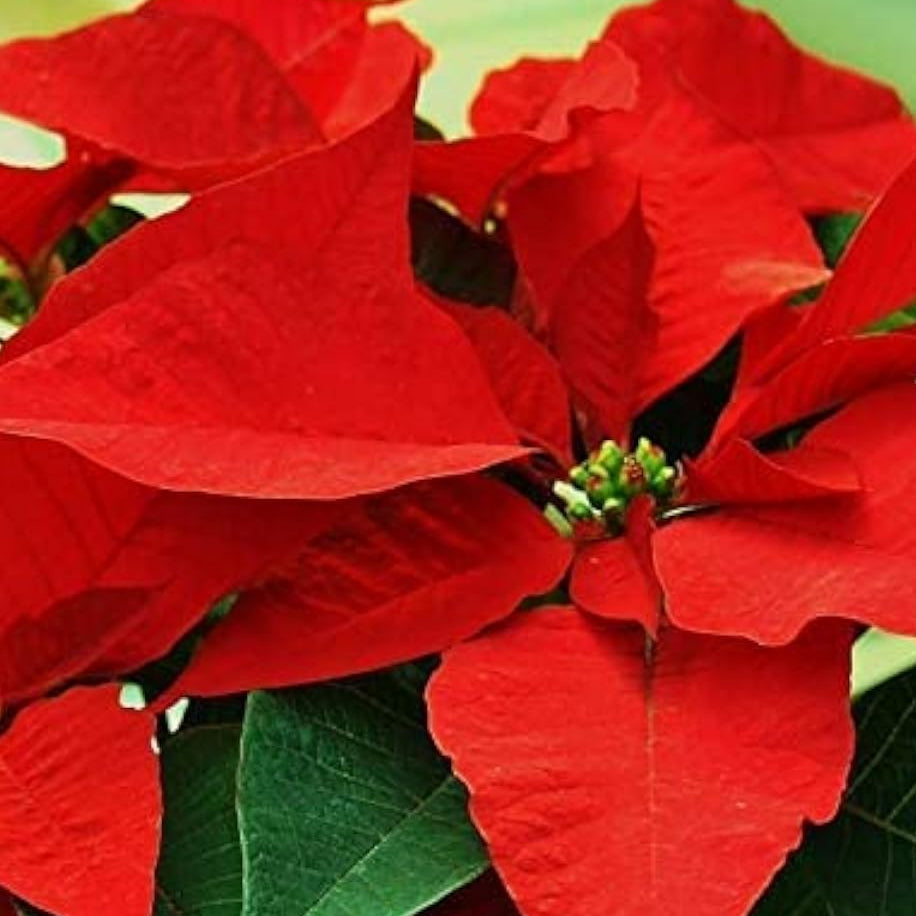 Poinsettia Flower Seeds ¨C up to 50%
