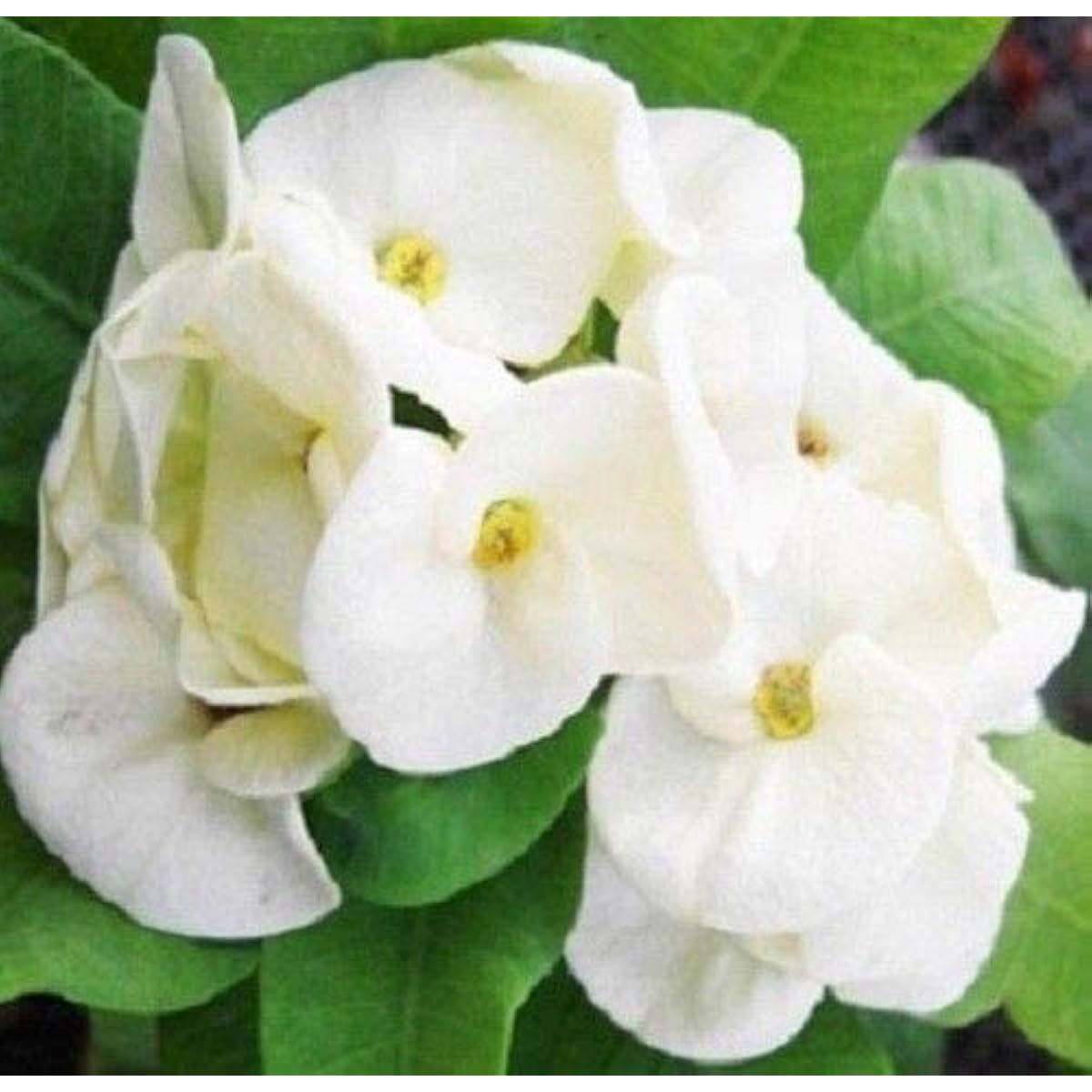 White Euphorbia Seeds up to 50%