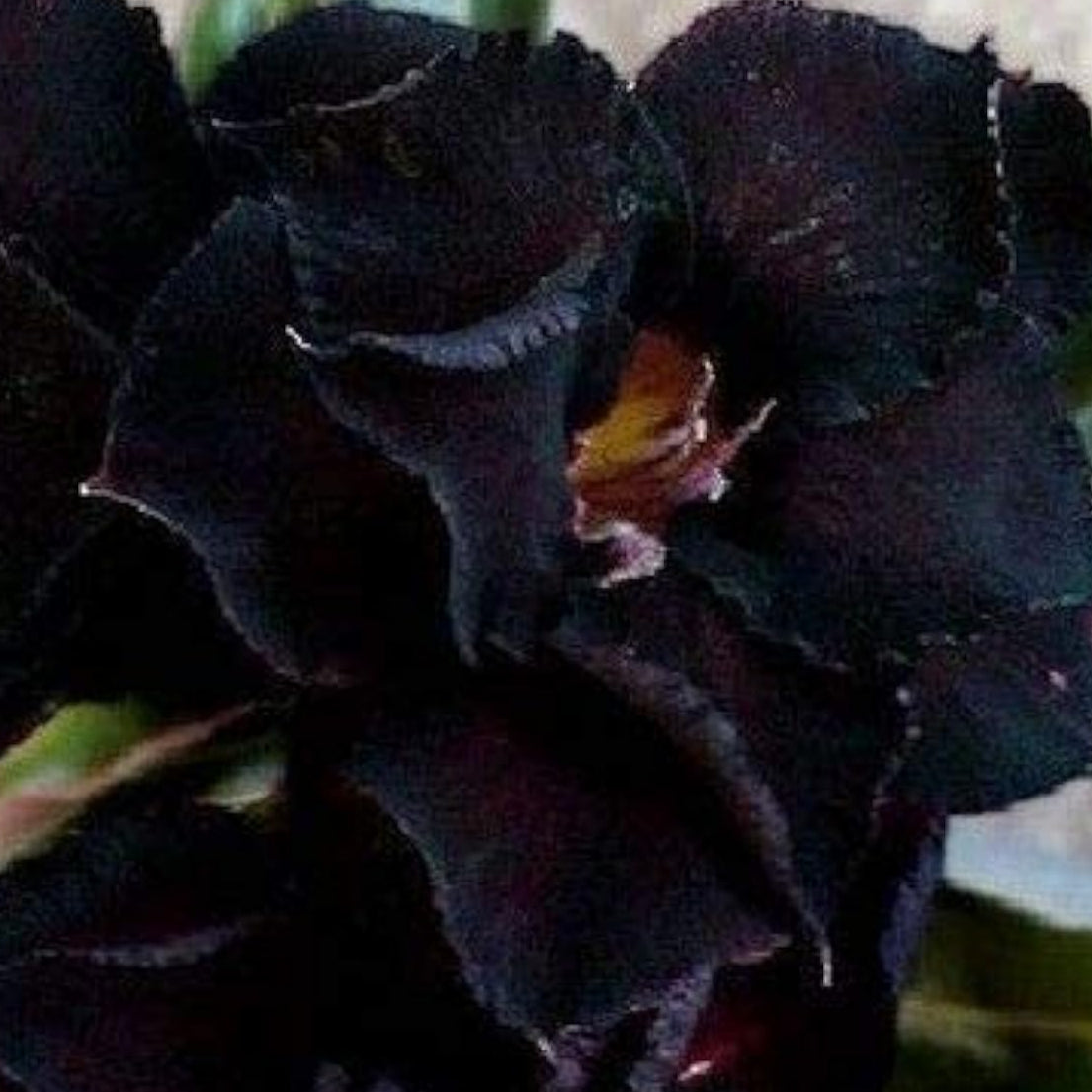 Black Adenium Flower Seeds Up to 50% Off