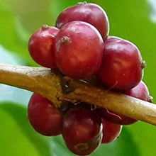 Robusta Coffee Seeds