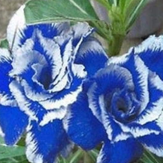 Blue Desert Rose Seeds