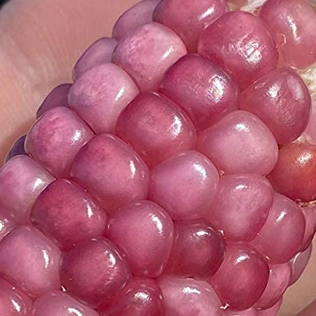 Neon Pink Popcorn Corn Seeds – Heirloom Decorative &amp; Edible Corn – prime day up to 50%