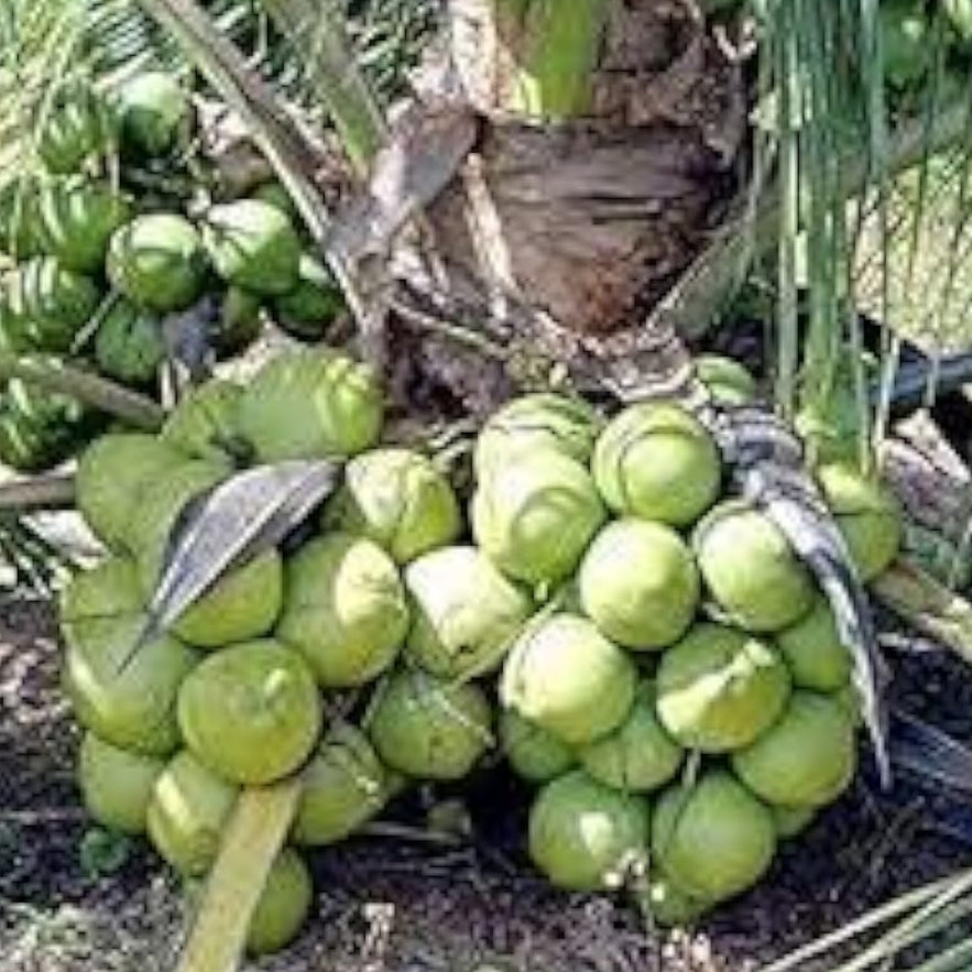Coconut Tree Seeds – Green – up to 50%