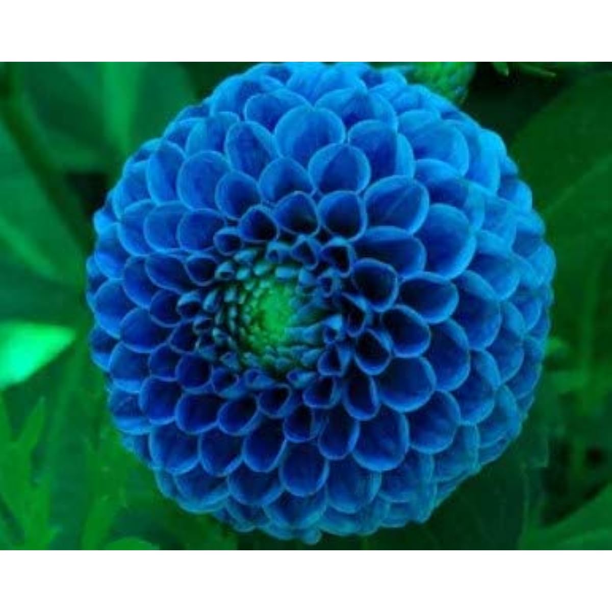 Sky Blue Dahlia Flower Seeds – Vibrant Garden Blooms – Up to 50%