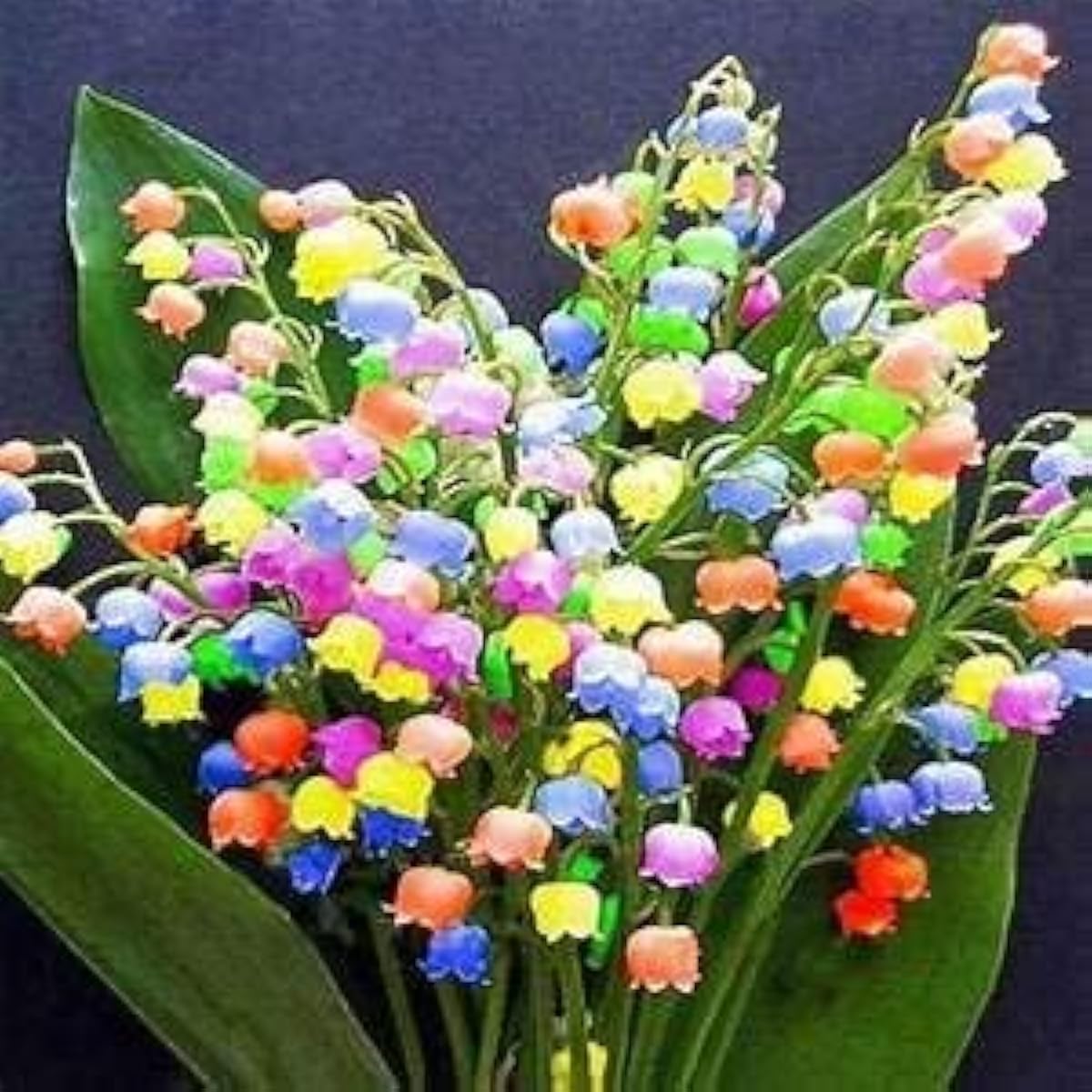 Bell Orchid (Campanula) Flower Seeds – Up to 50%