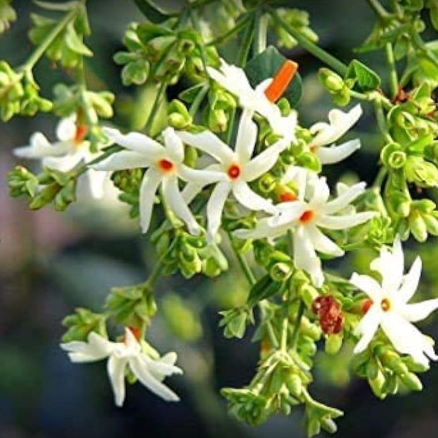 Night Flowering Jasmine Seeds up to 50%