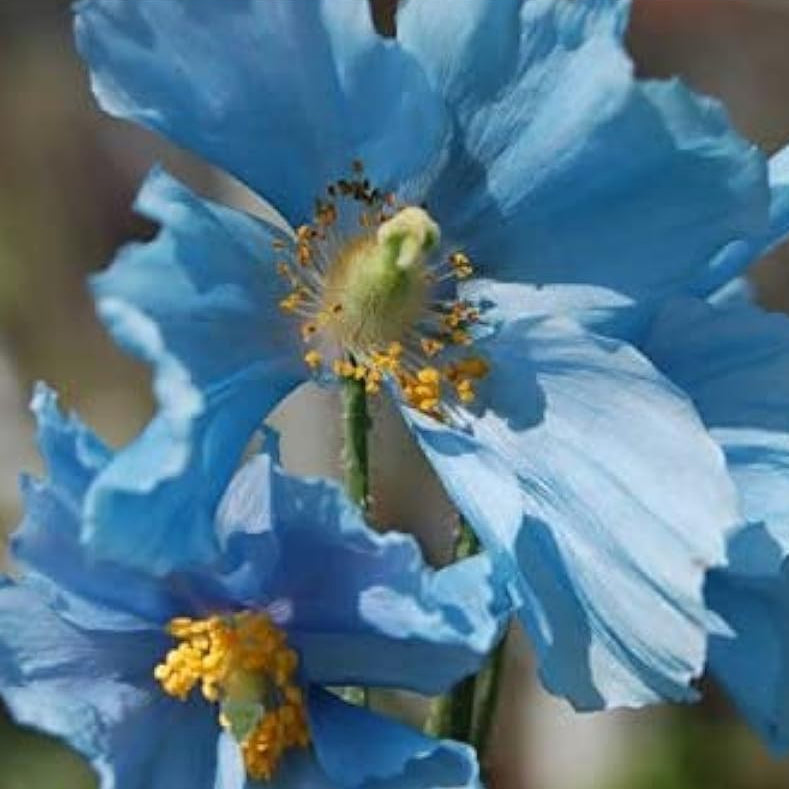 Himalayan Blue Poppy Seeds up to 50%