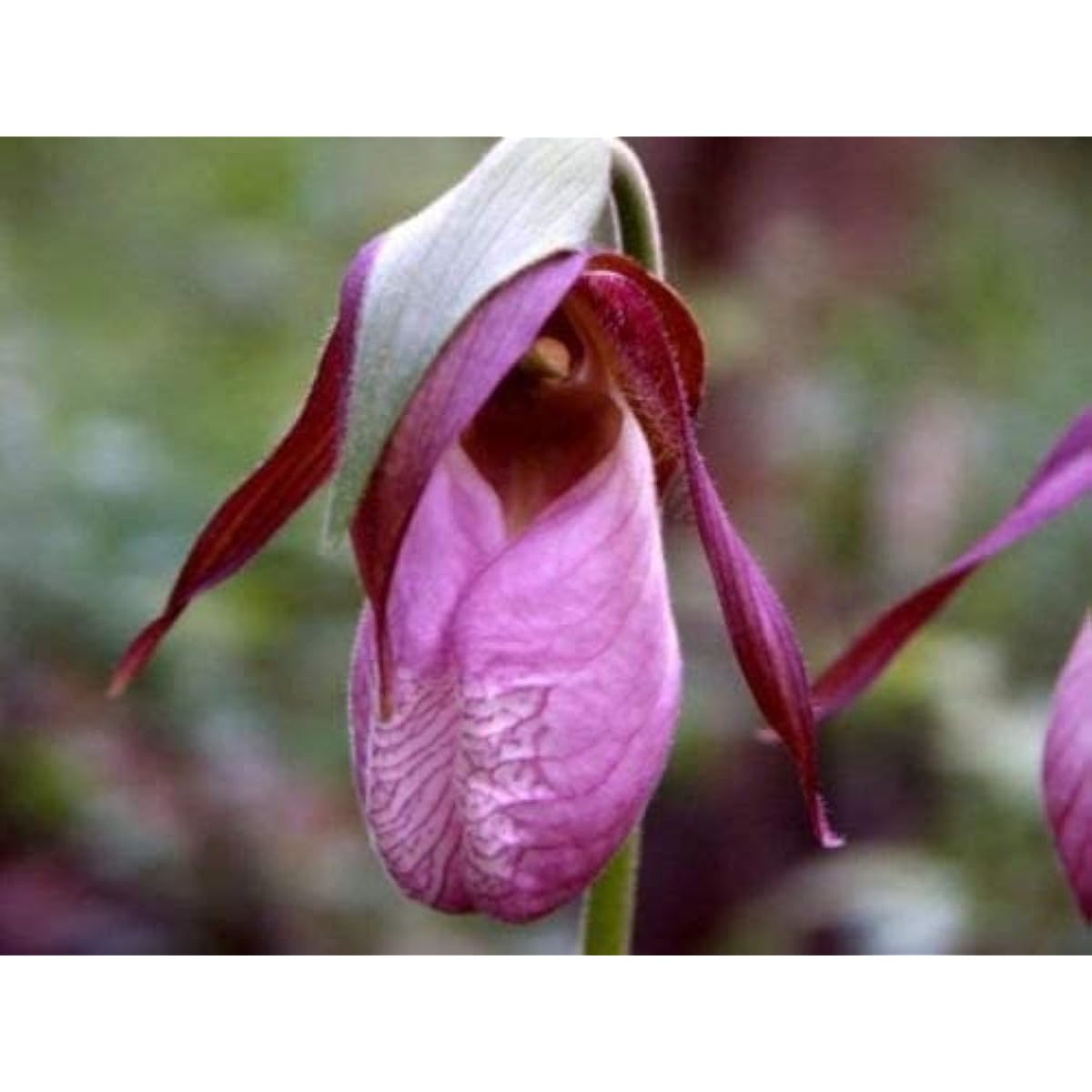 Pink Lady's Slipper Seeds ¨C up to 50%