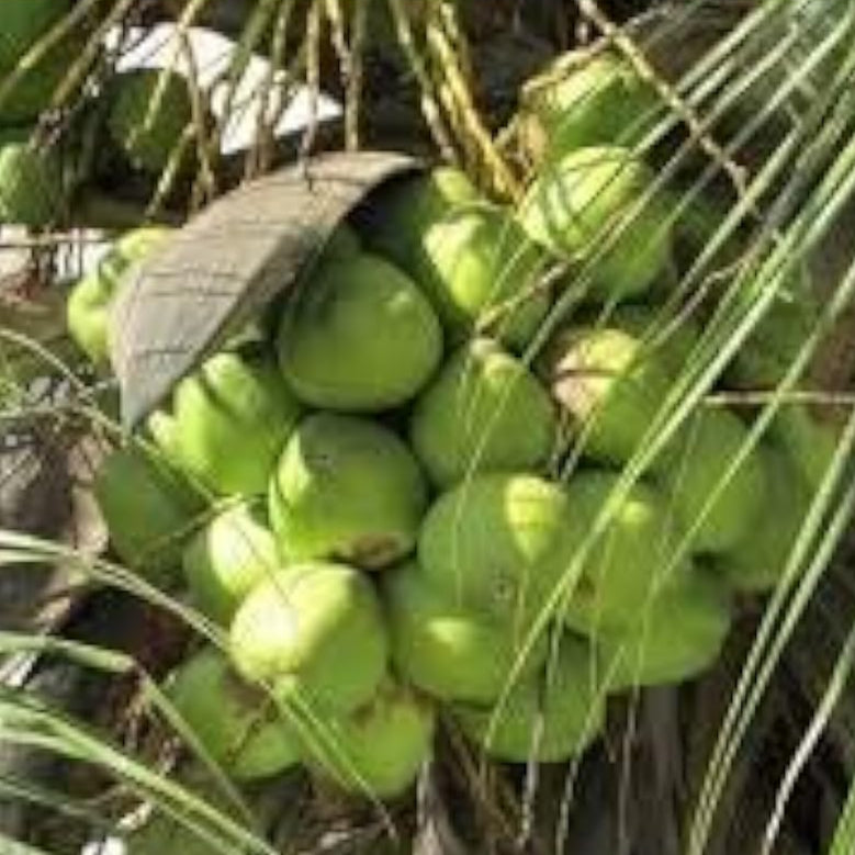 Coconut Tree Seeds – Green – up to 50%