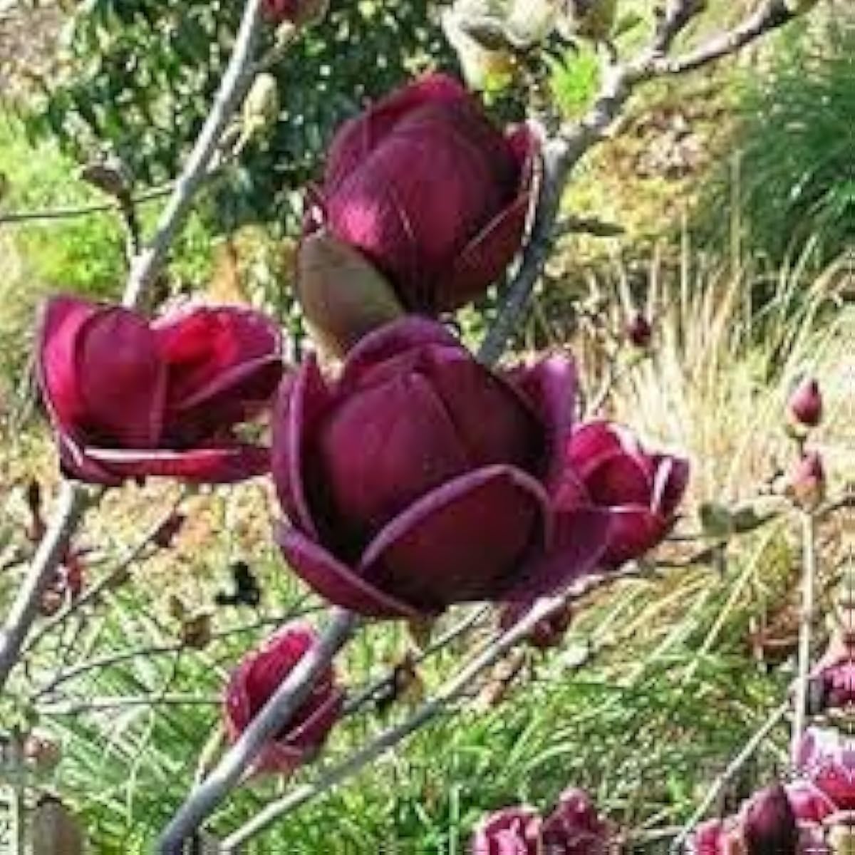 Deep Purple Magnolia Seeds up to 50%